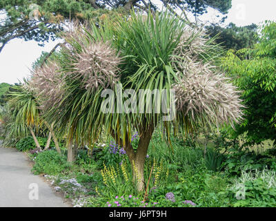 a top view of Cordyline Australis cabbage torbay cornish palm tree in flower blossom blossoming in spring summer Stock Photo