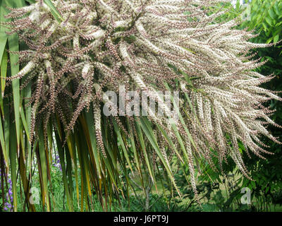 a closeup detail of Cordyline Australis cabbage torbay cornish palm tree in flower blossom blossoming in spring summer Stock Photo