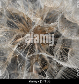 a macro close up detail full frame looking into gold golden yellow Salsify flower head with seed seeds Stock Photo