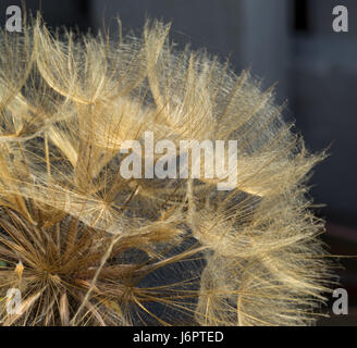 a macro close up detail profile surface into gold golden yellow Salsify flower head with seed seeds Stock Photo