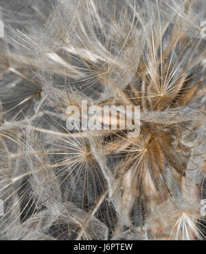 a macro close up detail full frame looking into gold golden yellow Salsify flower head with seed seeds Stock Photo