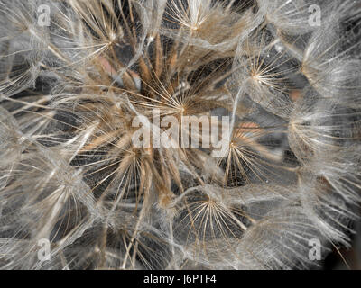 a macro close up detail full frame looking into gold golden yellow Salsify flower head with seed seeds Stock Photo
