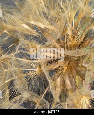 a macro close up detail full frame looking into gold golden yellow Salsify flower head with seed seeds Stock Photo