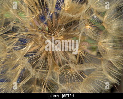 a macro close up detail full frame looking into gold golden yellow Salsify flower head with seed seeds Stock Photo