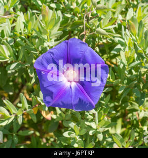 a close up of one single blue purple mauve Ipomoea cairica Morning Glory bindweed flower centre center in background of green foliage leaves Stock Photo