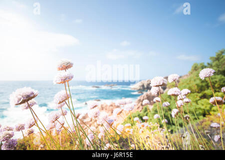 Small pathway to the beach surrounded by beautiful pink flowers. (selective focus) Stock Photo