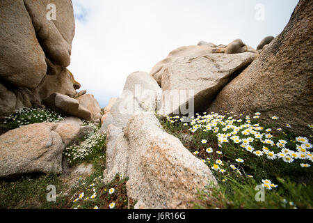 Beautiful Daisies grown in the rocks of Sardinia, Italy. (selective focus) Stock Photo