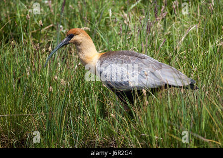 A Black-faced ibis looking for food in Valle Chacabuco, the future Patagonia National Park in Chile Stock Photo