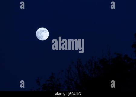 A full moon shines bright above the silhouette of some trees Stock Photo