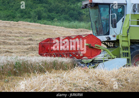 Harvest. Harvesting of wheat with a combine harvester. Stock Photo