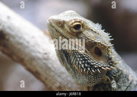 bartagame,terrarium,pogona Stock Photo