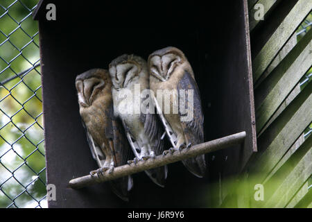 barn owls on perch Stock Photo