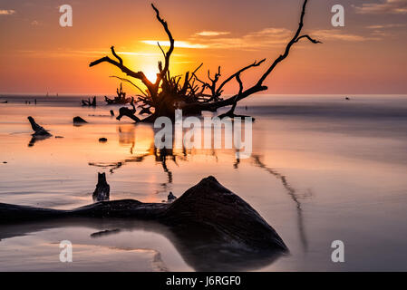 Sunrise over the Boneyard Beach on Bulls Island, South Carolina. Bulls Island is an uninhabited Sea Island 3 miles off the mainland and part of the Cape Romain National Wildlife Refuge. Rising tides caused by climate change and shifting sand has eroded the beach stranding part of the coastal forest in sea water. Stock Photo