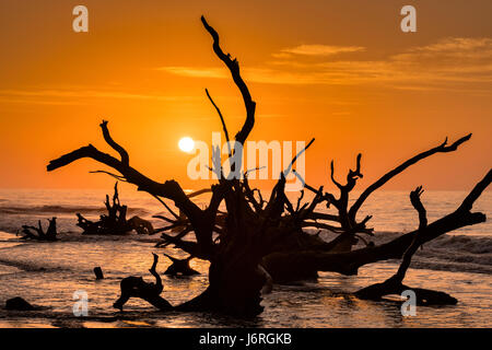 Sunrise over the Boneyard Beach on Bulls Island, South Carolina. Bulls Island is an uninhabited Sea Island 3 miles off the mainland and part of the Cape Romain National Wildlife Refuge. Rising tides caused by climate change and shifting sand has eroded the beach stranding part of the coastal forest in sea water. Stock Photo