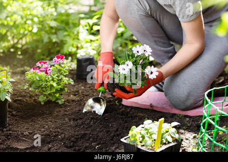 Gardener planting flowers in the garden, close up photo Stock Photo