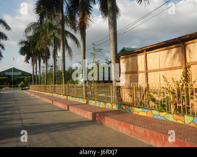 08163 Pulilan Central School Champagne palm  01 Stock Photo