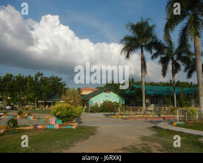 08163 Pulilan Central School Champagne palm  27 Stock Photo