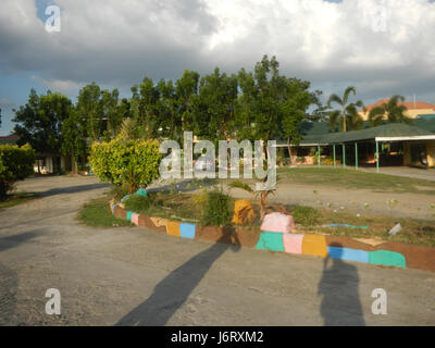 08163 Pulilan Central School Champagne palm  37 Stock Photo