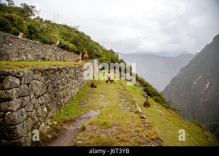 Llamas resting on the natural terraces, Machu Picchu, Peru. Stock Photo