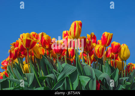Colorful tulip flowers on blue sky background. Blooming tulips close up, Keukenhof garden, Netherlands, Europe. Spring outdoor scenery. Flower bed in  Stock Photo