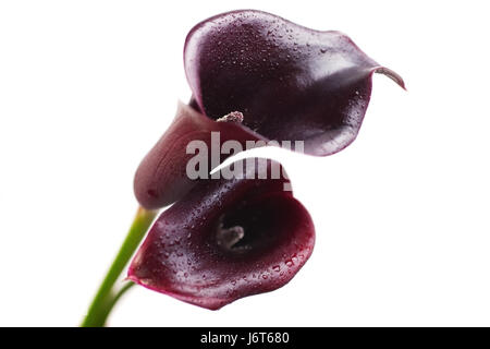 Two flowers of dark red calla isolated on white background Stock Photo