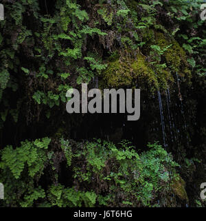 A small waterfall in a thick green tropical foliage Stock Photo