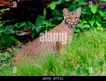 Bobcat (Lynx rufus texensis) standing on a creekbank Ears straight up and alert Stock Photo