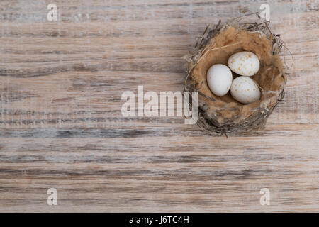 Small bird nest with speckled eggs on timber background Stock Photo