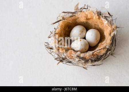 Bird nest of a tiny honeyeater with three speckled eggs Stock Photo