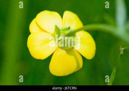 St. Anthony's turnip flower, aka bulbous buttercup (Ranunculus bulbosus) - USA Stock Photo