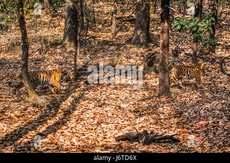 Tiger cubs Bandhavgarh Stock Photo