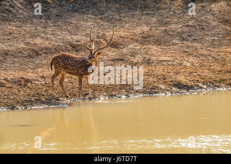 Spotted Deer Stock Photo