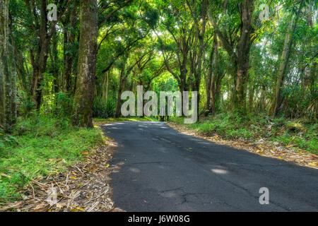 A canopy of trees over a remote road in Hawaii creates a stunning scene as one drives through the green forest. Stock Photo