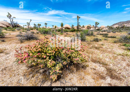 A blooming bush in Joshua Tree National park grown vibrantly after weeks of rain. Stock Photo