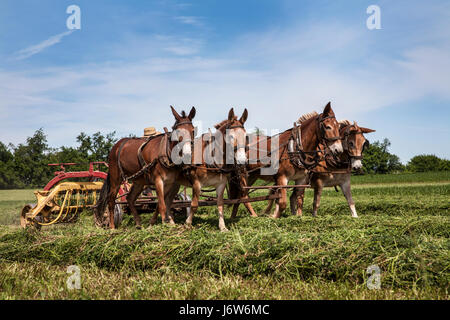 Amish farmer raking hay Stock Photo - Alamy