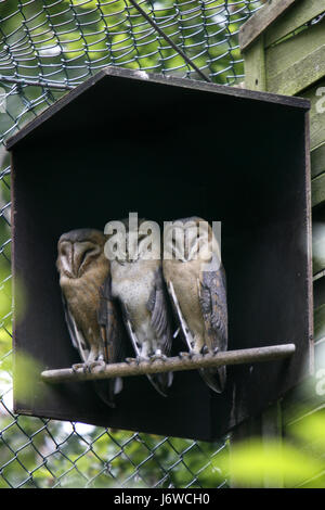 barn owls on perch Stock Photo