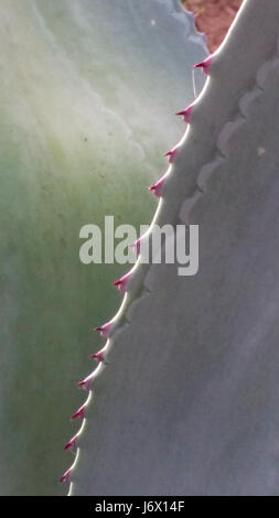 Close up abstract image of barbs on an Aloe Vera Cactus (Aloe barbadensis) leaf in flower garden at RIU Emerald Bay Resort, Mazatlan, Sinaloa, Mexico. Stock Photo