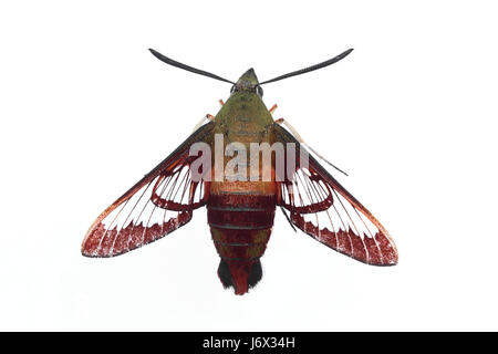 isolated butterfly wildlife moth hummingbird sphinx nature macro close-up macro Stock Photo