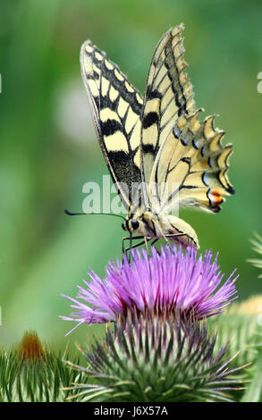 butterfly Stock Photo