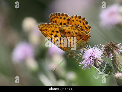 wing location shot moth smaller plant animal butterfly animals small tiny Stock Photo