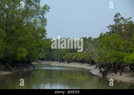 Hental trees in the Sundarbans, a UNESCO World Heritage Site and a ...