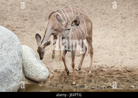 Greater kudu (Tragelaphus strepsiceros). Wildlife animal. Stock Photo