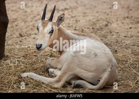 Scimitar oryx (Oryx dammah), also known as the Sahara oryx or scimitar-horned oryx. Three-month-old oryx was born on 5 April 2016. Stock Photo