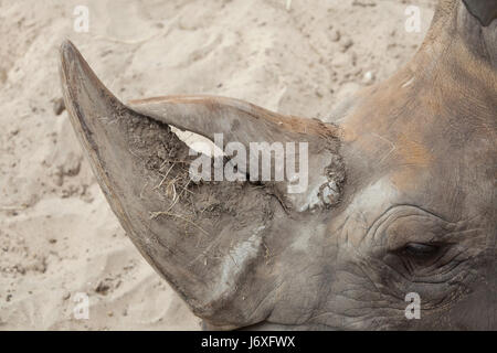 Horn of the Southern white rhinoceros (Ceratotherium simum simum). Stock Photo