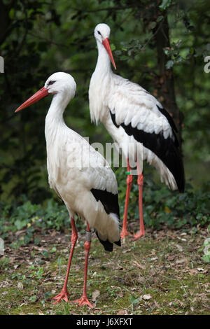 White stork (Ciconia ciconia). Wildlife animal. Stock Photo