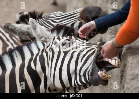 Visitors feeding Chapman's zebras (Equus quagga chapmani) at La Palmyre Zoo (Zoo de La Palmyre) in Les Mathes, Charente-Maritime, France.