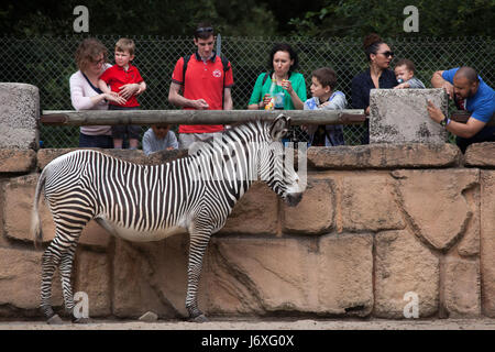 Visitors looking at the Grevy's zebra (Equus grevyi), also known as the imperial zebra at La Palmyre Zoo (Zoo de La Palmyre) in Les Mathes, Charente-M Stock Photo