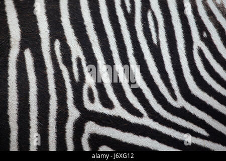 Grevy's zebra (Equus grevyi), also known as the imperial zebra. Skin texture. Stock Photo