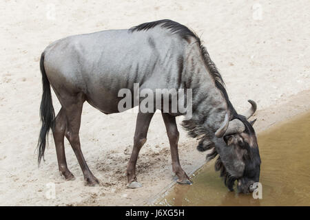 Blue wildebeest (Connochaetes taurinus), also known as the brindled gnu. Stock Photo