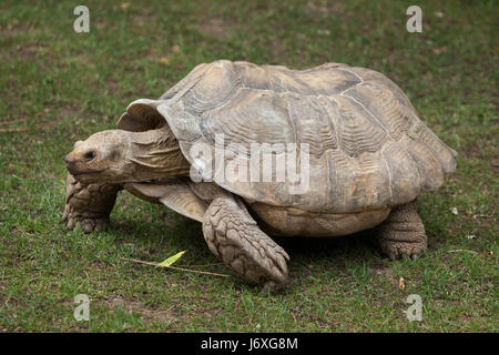 African spurred tortoise (Centrochelys sulcata), also known as the sulcata tortoise. Stock Photo